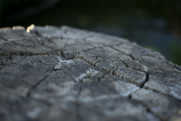 Deep cracks on dried wood, macro photography