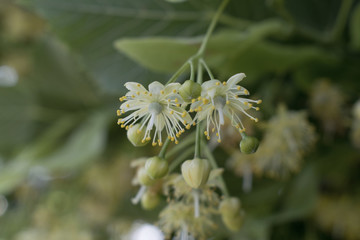 Eugenia Uniflora, blossom flowers in detail with visible stamen