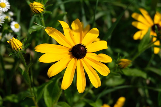 A Close Up Shot Of A Black Eyed Susan (Rudbeckia Hirta) Flower. A Few Other Flowers Are About To Bloom Around It.