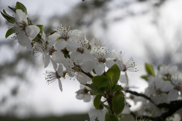 Tree branch full with flowers in bloom