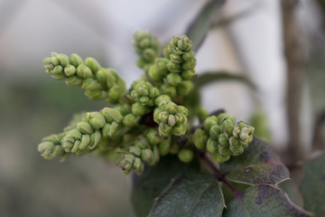 Interesting plant fractal geometry in detail