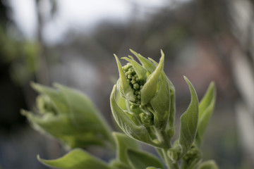 Interesting plant bud group in detail