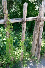 A Vining Plant Is Growing Up A Wooden Fence Post. A Plant Crawling Up A Post.