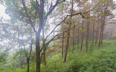 Pine tree forest with fog near mountain at Doi Mon Jong, Chiang Mai, Thailand
