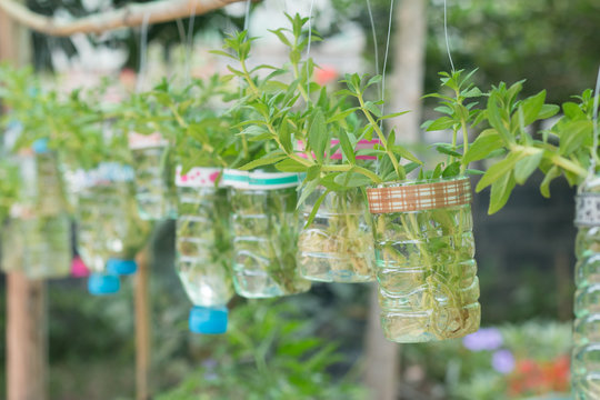 Regrowing vegetables  in water hanging on .a bamboo railing