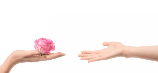 partial view of woman handing pink rose flower to someone isolated on white