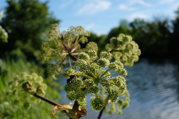 A Great Angelica Plant (Angelica Atropurpurea) With A Beautiful Lake Background.