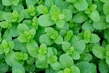 Top views of fresh Mint leaves in garden.