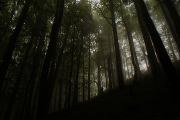 Fototapeta premium Beautiful dark mountain forest. Skolivski Beskydy National Park. Ukraine