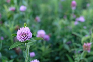 A Close up of a Red Clover Plant in a Field of Green Grass and other Red Clovers.