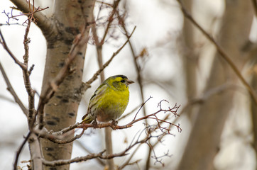 European greenfinch