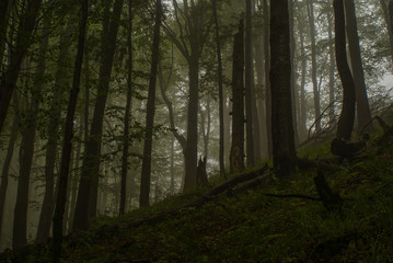 Dark forest. Skolivski Beskydy National Park. Ukraine