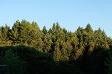 Fototapeta premium A Green Tree Line Against a Blue Sky. Pine Evergreens in the Distance.