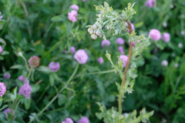 A Thistle That is Preparing to Bloom. Spiky Leaves and a Cluster of Buds. Red Clover Plants in the Background.