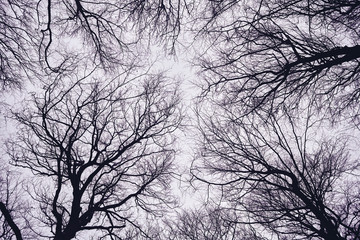 Looking up at leafless tree branches silhouettes, natural background, color toning applied.