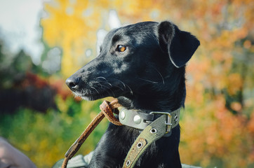 Cute black dog of mixed breed. Portrait in profile.