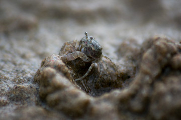 macro crab on the beach