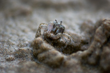 macro crab on the beach