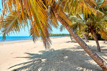 coconut trees, madagascar