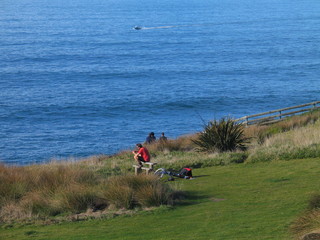 New Zealand. Nature in Taiaroa.