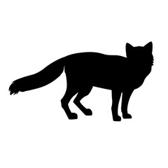 Standing red fox.