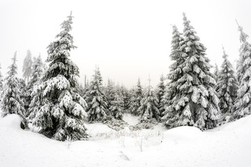 Obraz premium Beautiful winter forest landscpae