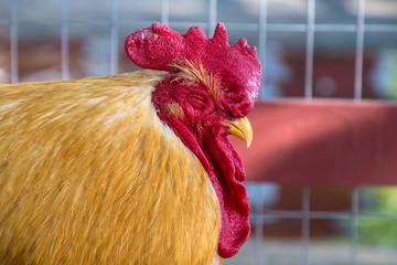 close up of napping rooster in poultry cage © driftwood