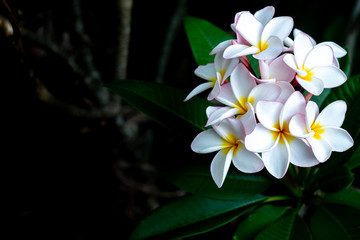 Frangipani Tropical Spa Flower. Plumeria flower on plant