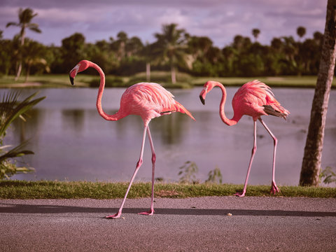 Beautiful flamingos walking near lake