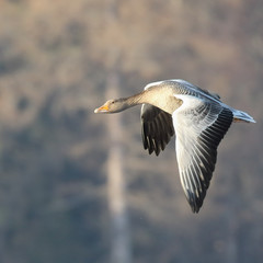 greylag goose
