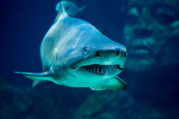 Fototapeta premium shark in an aquarium
