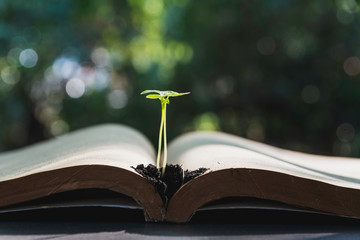 Green plant and pile of book on table and copy space for insert text.