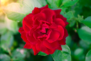 Red rose in the glare of light top view