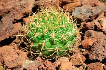 Cactus plants in the botanical garden