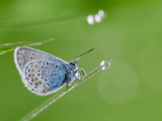 Blue Spotted Butterfly Sitting On A Branch Of Heather In A Morning Dew. Beautiful butterflies and a drop of dew.