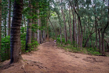 Distant hiker in the forest on the Kouliouou trail, Oahu