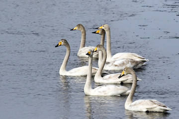 Fototapeta premium whooper swan