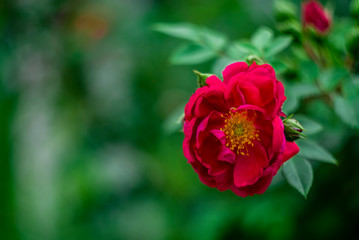Fototapeta premium one Rose red climbing