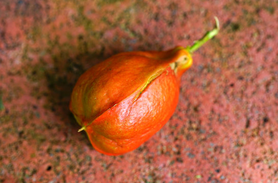 View of a tropical Ackee (akee) tree (Blighia sapida) of the soapberry family (Sapindaceae)