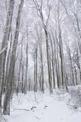 Tree trunks and branches covered in snow on a cold, winter day in Bavaria, Germany