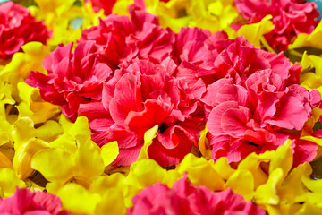 bougainvillea flowers