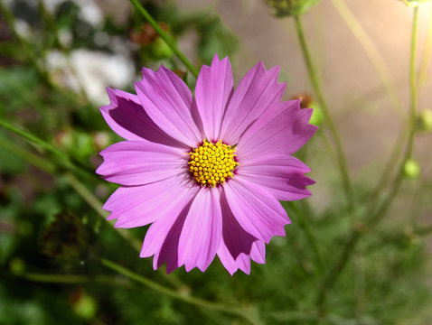 cosmos bipinnatus pink flower top view