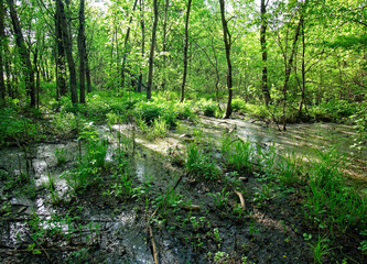 flooded part of the forest in spring