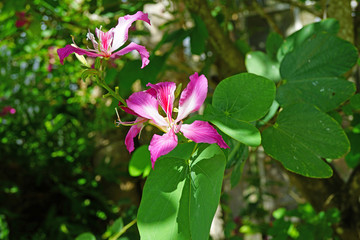 Pink flowers of the Hong Kong Orchid Tree (bauhinia blakeana) on a tree