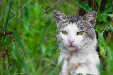 white-gray cat sitting in ambush in the grass with an angry look