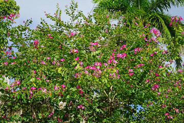 Pink flowers of the Hong Kong Orchid Tree (bauhinia blakeana) on a tree
