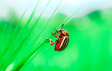 A Colorado bug, yellow with black stripes, macro view. An agriculture, potato plants vermin bug, an insect pests.