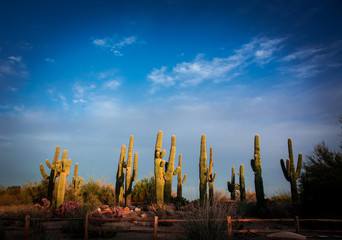 Arizona Cactus