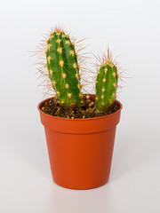 Two small green cactuses with long spines in a brown flower pot on a white background close up