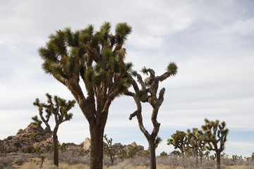 Joshua Tree National Park